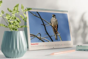 Printdesign - Enrol Printdesign - Enrol